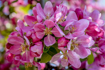 Flowering tree at spring, selective focus. Pink flower petals, colorful blurred background.