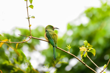 Blue-bearded Bee-eater (Nyctyornis athertoni) standing on branch of tree