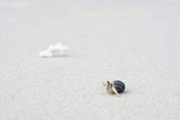 hermit crab on the beautiful fine sand beach background