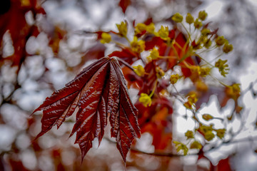 Red leaf and bud on tree, springtime nature. Leaves and yellow flowers of a tree, blurred background.