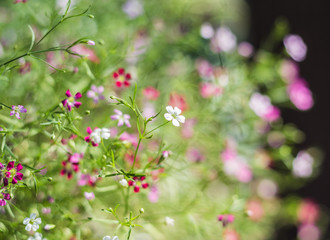 Cosmos white and pink flowers, bokeh background.