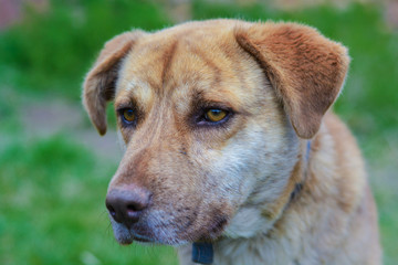 Beautiful big dog outside.