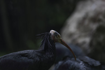 The northern bald ibis, hermit ibis, or waldrapp (Geronticus eremita)