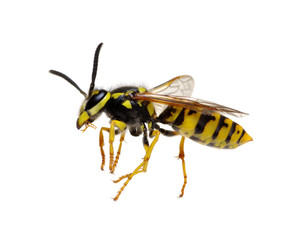 wasp on white