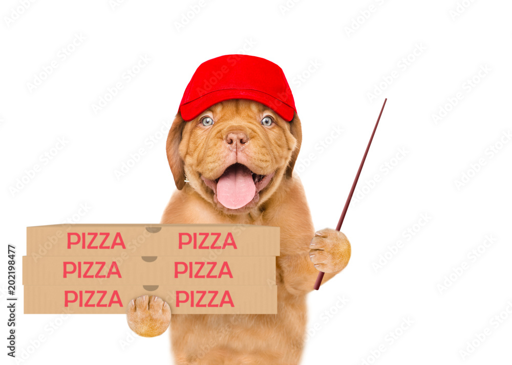 Poster Funny pizza delivery puppy in red cap with pizza boxes and pointing stick. isolated on white background