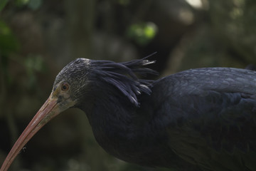 The northern bald ibis, hermit ibis, or waldrapp (Geronticus eremita)
