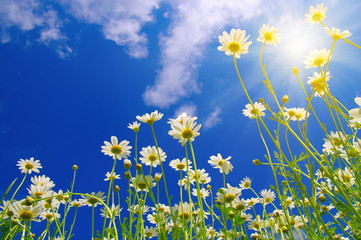 Field of daisies