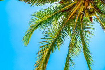 Fototapeta na wymiar coconut palm tree with sky
