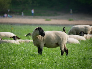 Geh runter von mir. Vogel sitzt auf Schaf