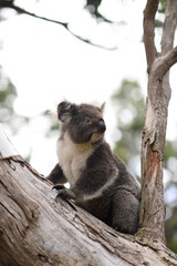 Koala in Victoria