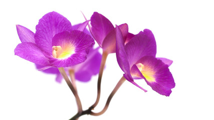 Purple orchid on white background.