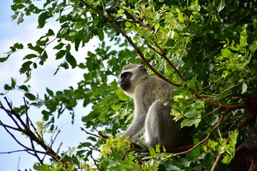 Naklejka na ściany i meble vervet monkey in Kruger National park in South Africa