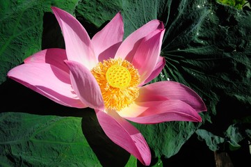 Pink water lily bloom around green leaf, composition on left side and a horizontal image.