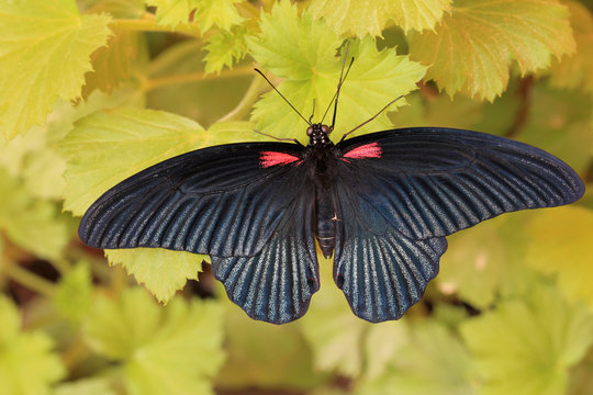 Бабочка Papilio lowii на цветах