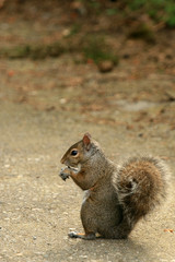 Eastern Grey Squirrel, Canada