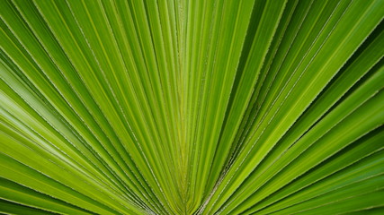 sugar palm leaf texture, abstract background
