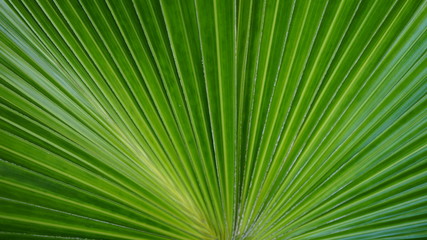 Fototapeta premium sugar palm leaf texture, abstract background 