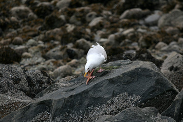 Seagull - Stanley Park, Vancouver, BC, Canada