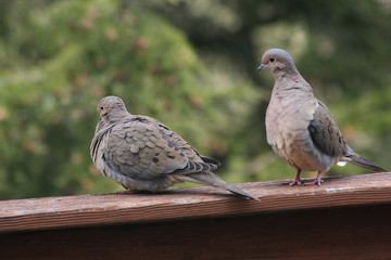 Two Mourning Doves Courting on Wood Deck Railing; One has Turned its Back on the Other