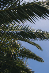 Detail of the palm branches