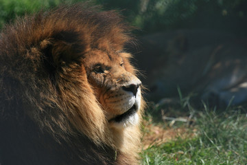 Lion - Vancouver Zoo, Canada