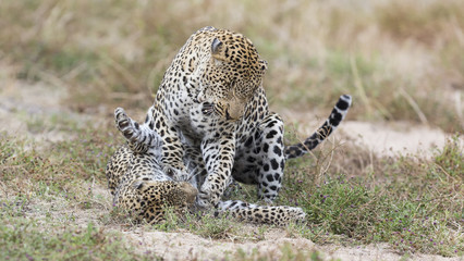 Female leopard slaps male while mating on grass in nature