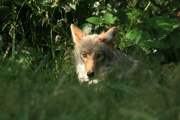 Wolf - Vancouver Zoo, Canada