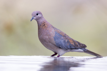 Mourning Dove sitting on a rock at a waterhole in the Kalahari