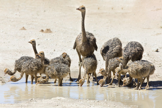 Family of ostriches drinking water from a pool in hot sun of the Kalahari