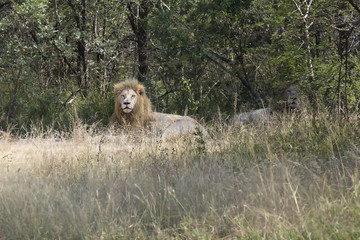 Two scarce white lions rest in shade of a tree in the bush