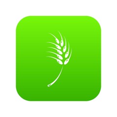 Grainy wheat icon green vector isolated on white background