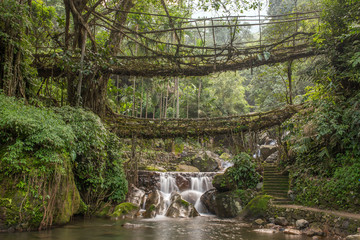 Famous Double Decker living roots bridge near Nongriat village, Cherrapunjee, Meghalaya, India. This bridge is formed by training tree roots over years to knit together.