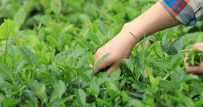 Hands picking tea leaves at plantation in spring