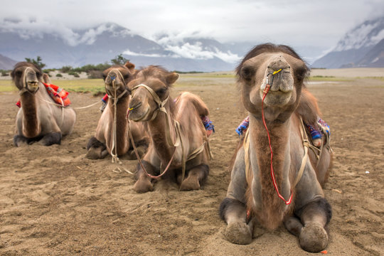 Camel safari in Nubra valley in Ladakh, India