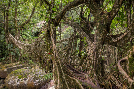 Living roots bridge near Nongriat village, Cherrapunjee, Meghalaya, India. This bridge is formed by training tree roots over years to knit together.