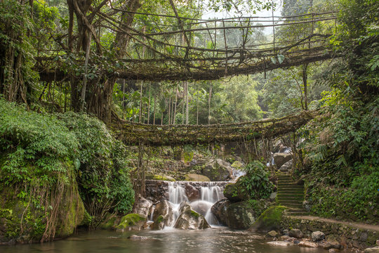 Fototapeta Famous Double Decker living roots bridge near Nongriat village, Cherrapunjee, Meghalaya, India. This bridge is formed by training tree roots over years to knit together.
