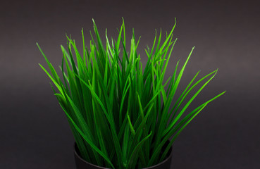 Green grass on grey background