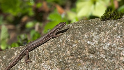 small lizard on a stone with moss