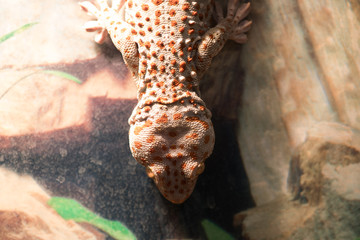 Iguana with distinctive orange spots lying on stone.