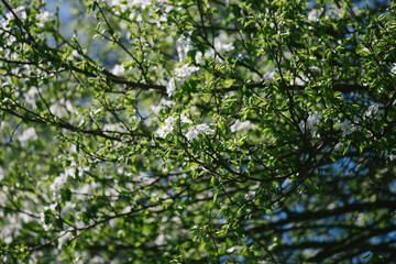 Fototapeta na wymiar Young spring flowers that decorate trees and cheeses a beautiful scent, buds, first spring springs