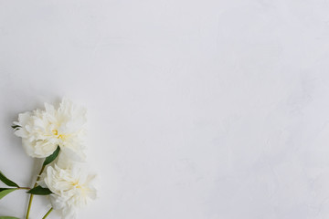 White peonies on a light background