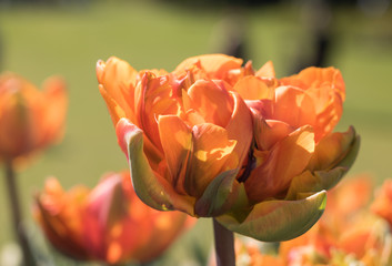 Close-up of bright orange terry tulip blooming on a pleasant green background of nature in the sun. Concept: color therapy.
