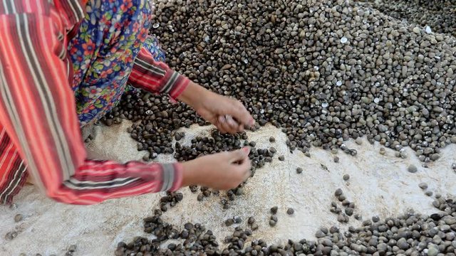 Close-up on woman sorting river clams on the ground
