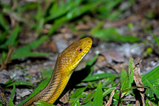 Yellow Rat Snake