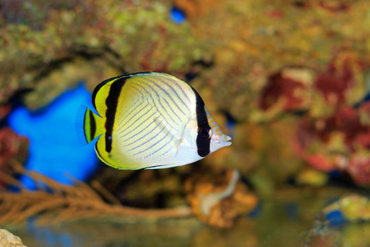Fototapeta Vagabond Butterflyfish - Chaetodon vagabundus 