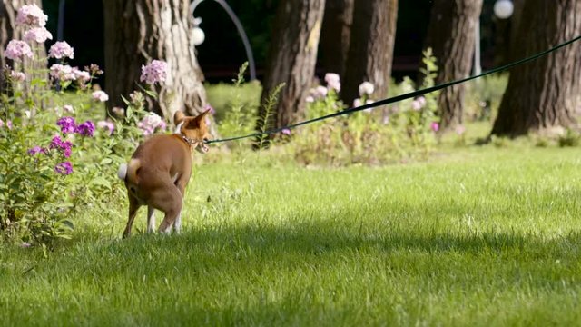 Dog walking. Basenji dog pooping on green grass in the summer park. Slow motion. HD
