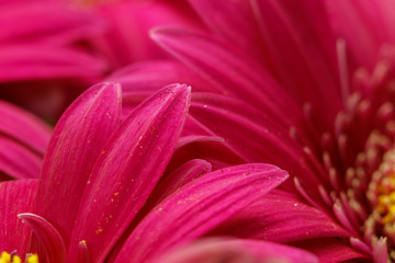 Closeup of pink flower gerbera petals