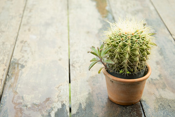 Cactus in ceramic pot on a wood table background.