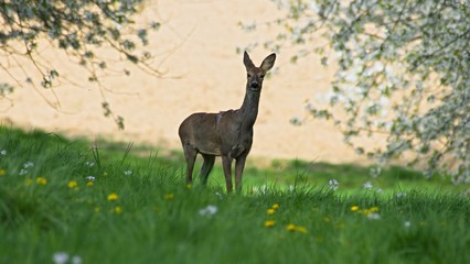 deer between blossoming cherry trees
