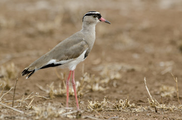 Vanneau couronné,.Vanellus coronatus, Crowned Lapwing, Afrique du Sud
